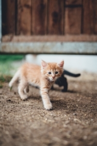 Kleine Babykatzen am Bauernhof